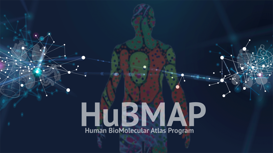  An outline of a human body is shown in multiple colors, like a map, against a blue background.